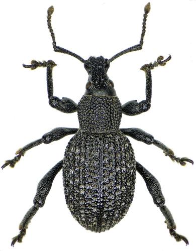 Otiorhynchus plagiator